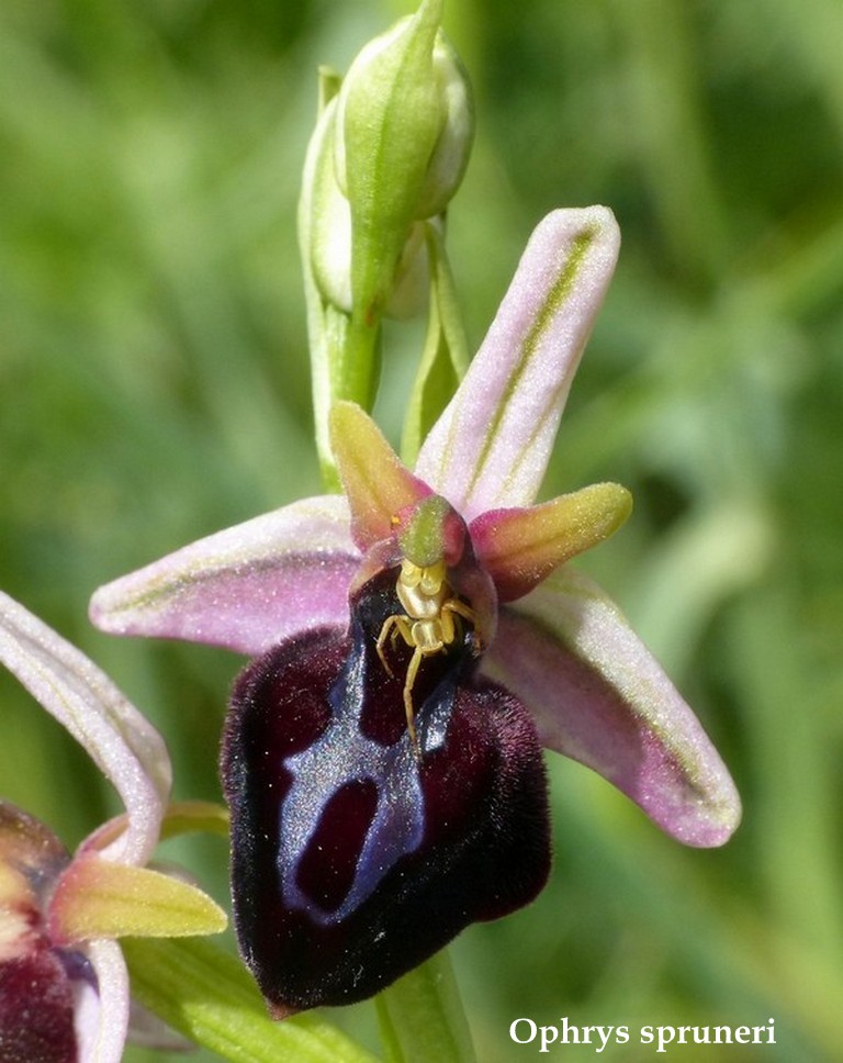 Grecia 23_25 aprile 2016  un fine settimana tra le orchidee.